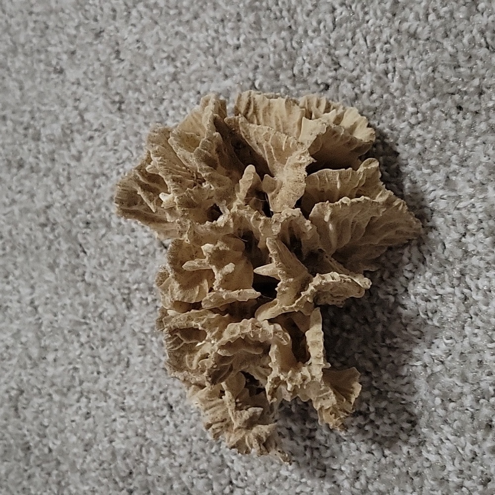 Pacific Lettuce Coral Natural